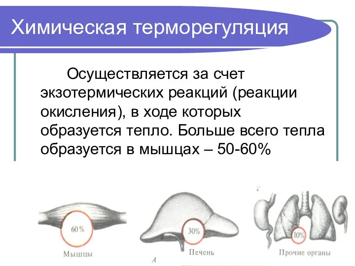 Химическая терморегуляция Осуществляется за счет экзотермических реакций (реакции окисления), в ходе