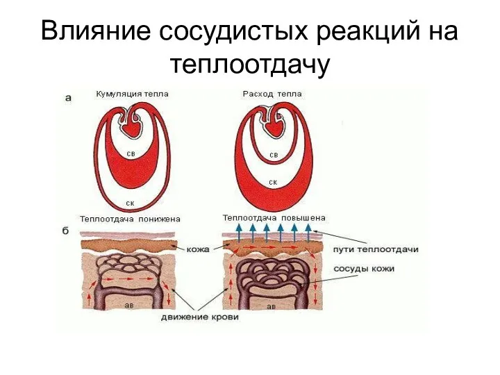 Влияние сосудистых реакций на теплоотдачу