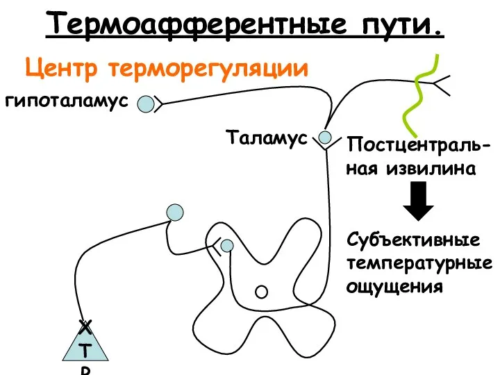 Термоафферентные пути. ХТР Таламус Постцентраль- ная извилина гипоталамус Центр терморегуляции Субъективные температурные ощущения