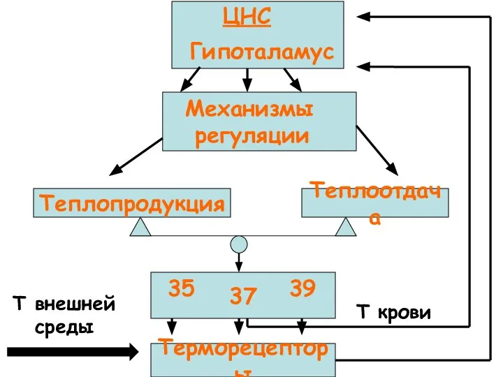 Терморецепторы Т внешней среды ЦНС Гипоталамус Механизмы регуляции Т крови