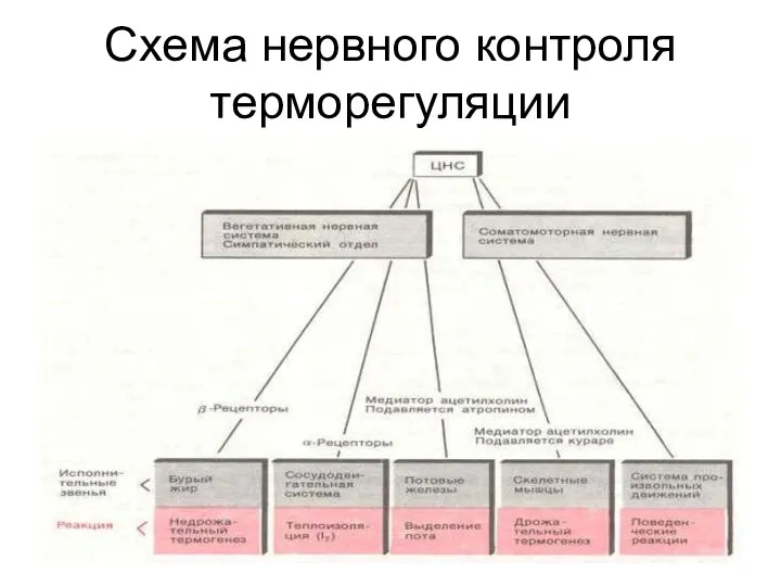 Схема нервного контроля терморегуляции