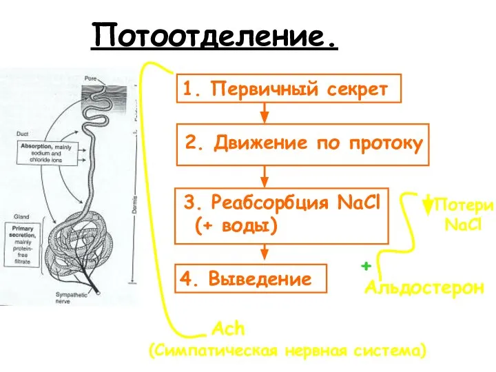 Потоотделение. 2. Движение по протоку Альдостерон +