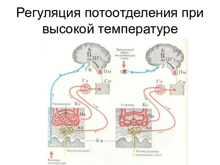 Регуляция потоотделения при высокой температуре