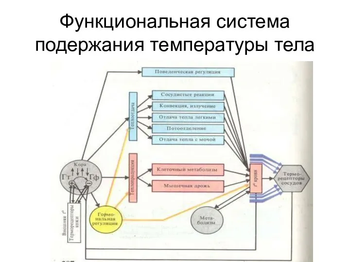 Функциональная система подержания температуры тела