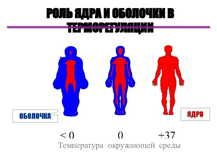 РОЛЬ ЯДРА И ОБОЛОЧКИ В ТЕРМОРЕГУЛЯЦИИ ОБОЛОЧКА ЯДРО Температура окружающей среды