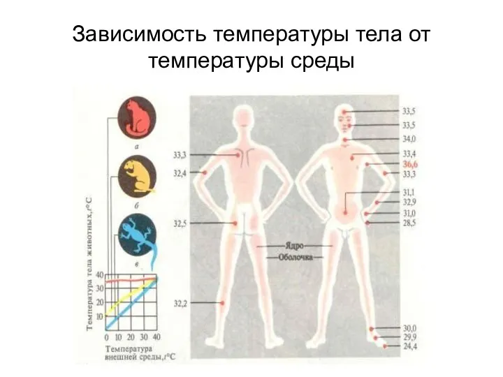 Зависимость температуры тела от температуры среды