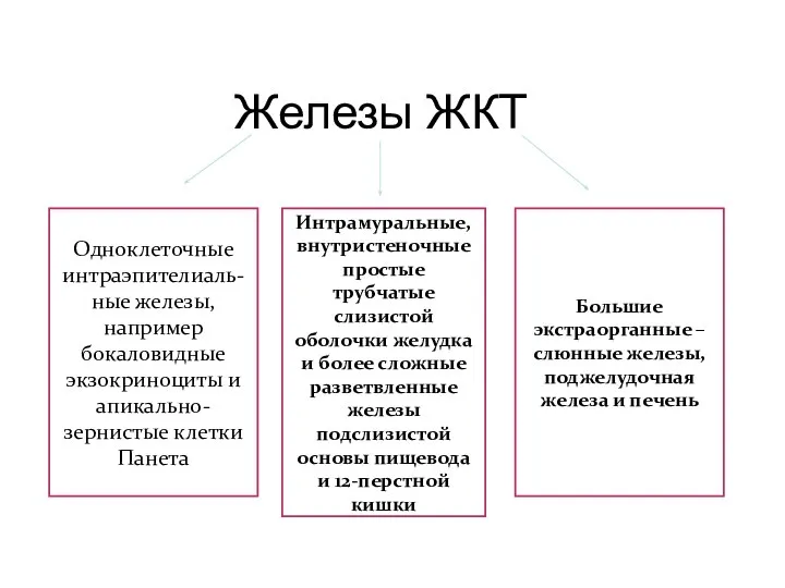 Железы ЖКТ Одноклеточные интраэпителиаль-ные железы, например бокаловидные экзокриноциты и апикально-зернистые клетки