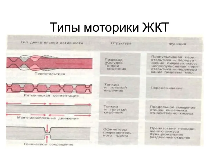 Типы моторики ЖКТ