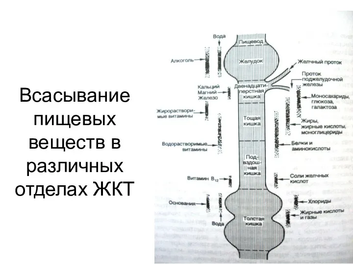 Всасывание пищевых веществ в различных отделах ЖКТ