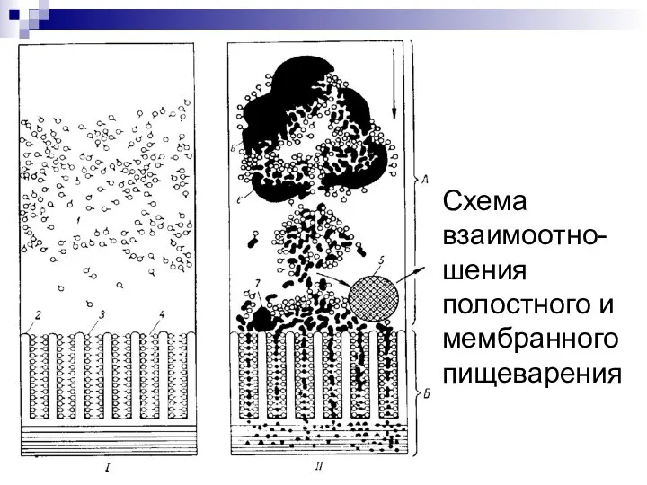 Схема взаимоотно-шения полостного и мембранного пищеварения