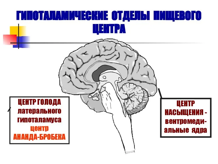 ГИПОТАЛАМИЧЕСКИЕ ОТДЕЛЫ ПИЩЕВОГО ЦЕНТРА ЦЕНТР ГОЛОДА латерального гипоталамуса центр АНАНДА-БРОБЕКА ЦЕНТР НАСЫЩЕНИЯ - вентромеди-альные ядра