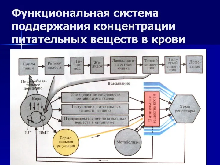 Функциональная система поддержания концентрации питательных веществ в крови