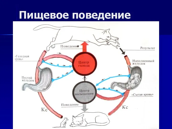 Пищевое поведение