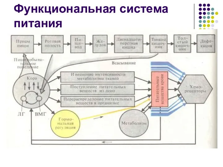 Функциональная система питания