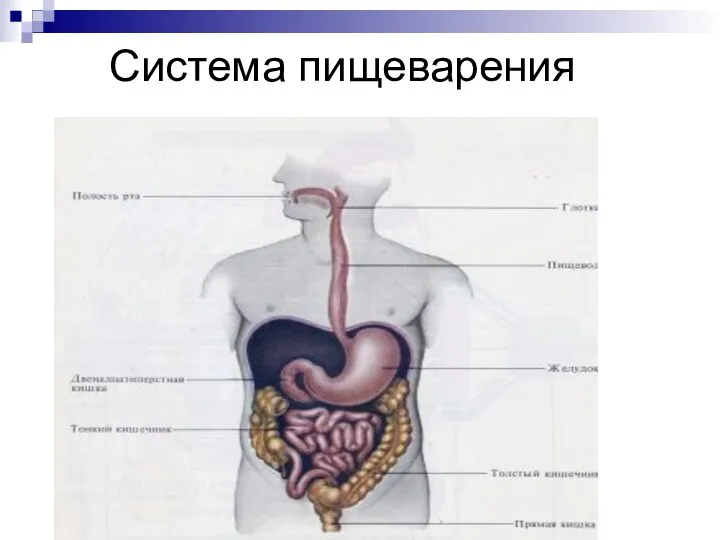 Система пищеварения