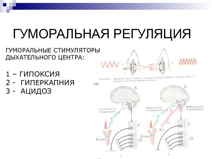 ГУМОРАЛЬНАЯ РЕГУЛЯЦИЯ ГУМОРАЛЬНЫЕ СТИМУЛЯТОРЫ ДЫХАТЕЛЬНОГО ЦЕНТРА: 1 – ГИПОКСИЯ 2 - ГИПЕРКАПНИЯ 3 - АЦИДОЗ