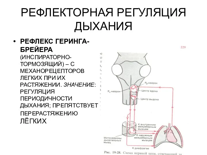 РЕФЛЕКТОРНАЯ РЕГУЛЯЦИЯ ДЫХАНИЯ РЕФЛЕКС ГЕРИНГА-БРЕЙЕРА (ИНСПИРАТОРНО-ТОРМОЗЯЩИЙ) – С МЕХАНОРЕЦЕПТОРОВ ЛЕГКИХ ПРИ