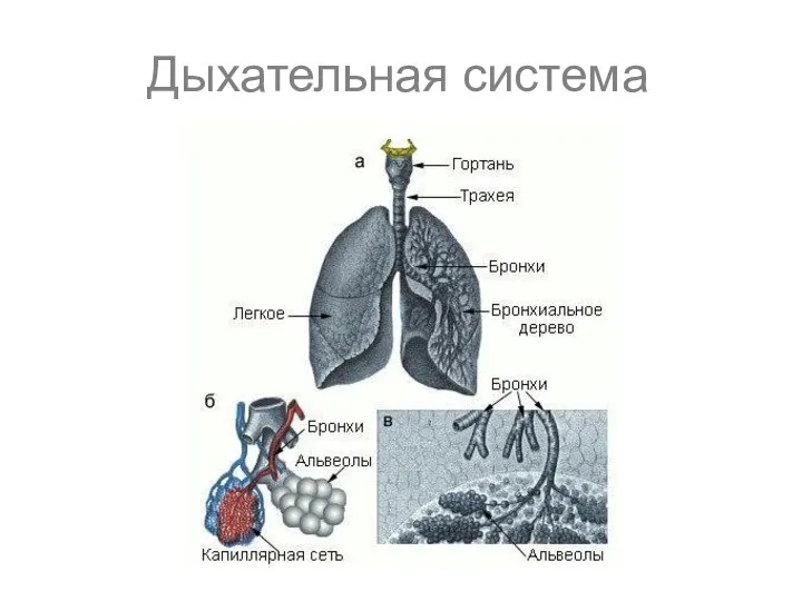 Дыхательная система