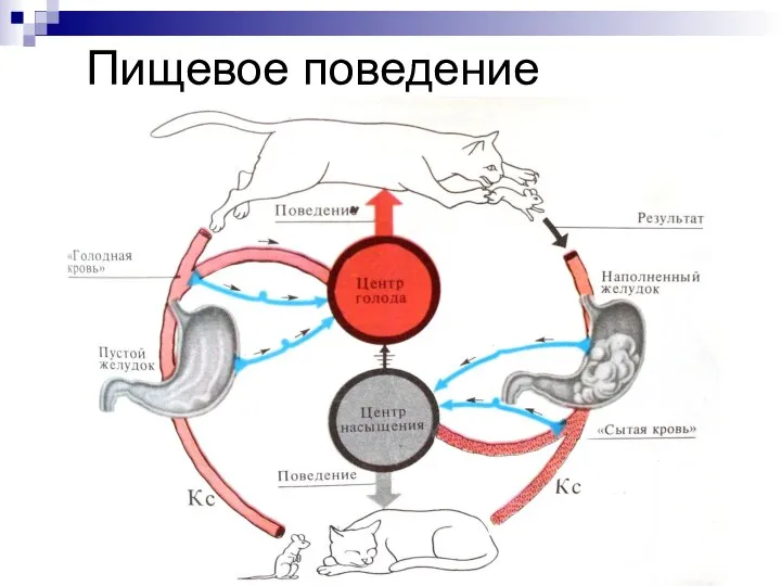 Пищевое поведение