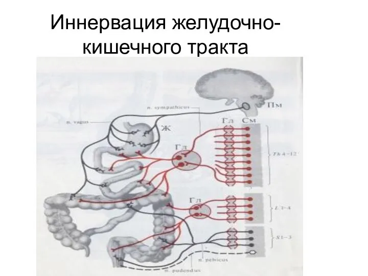 Иннервация желудочно-кишечного тракта