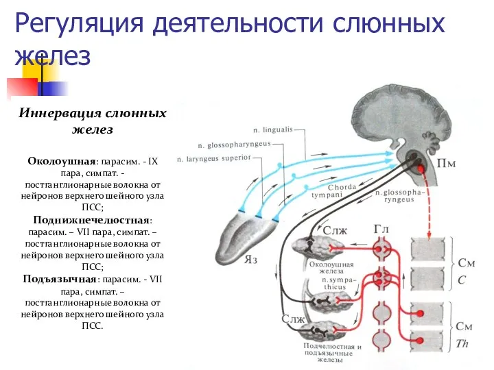 Регуляция деятельности слюнных желез Иннервация слюнных желез Околоушная: парасим. - IX