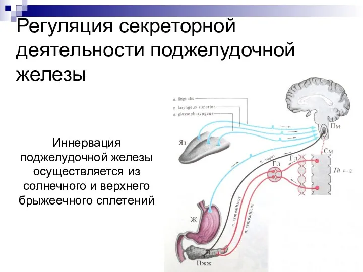 Регуляция секреторной деятельности поджелудочной железы Иннервация поджелудочной железы осуществляется из солнечного и верхнего брыжеечного сплетений