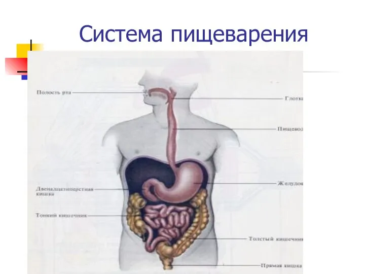 Система пищеварения