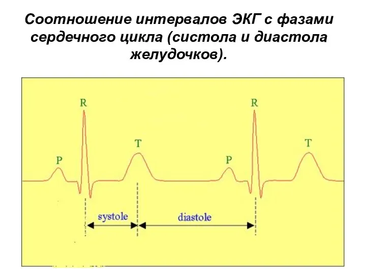 Соотношение интервалов ЭКГ с фазами сердечного цикла (систола и диастола желудочков).
