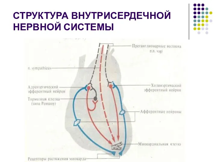 СТРУКТУРА ВНУТРИСЕРДЕЧНОЙ НЕРВНОЙ СИСТЕМЫ