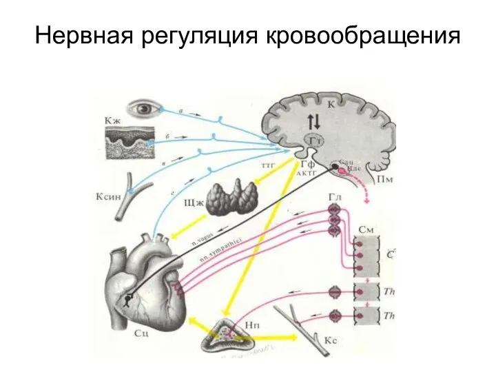 Нервная регуляция кровообращения