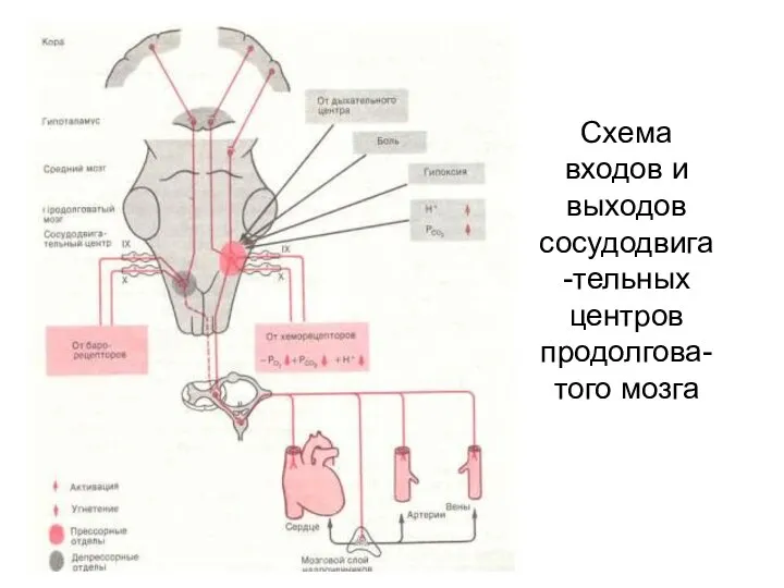 Схема входов и выходов сосудодвига-тельных центров продолгова-того мозга