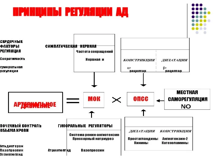 ПРИНЦИПЫ РЕГУЛЯЦИИ АД