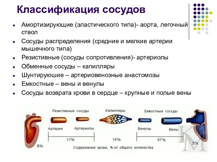 Классификация сосудов Амортизирующие (эластического типа)- аорта, легочный ствол Сосуды распределения (средние