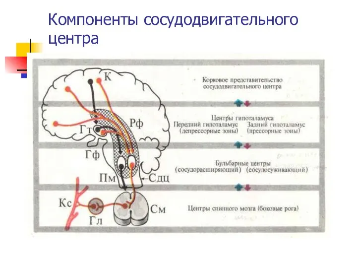 Компоненты сосудодвигательного центра