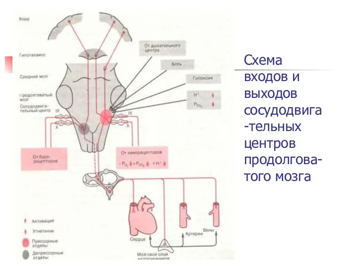 Схема входов и выходов сосудодвига-тельных центров продолгова-того мозга