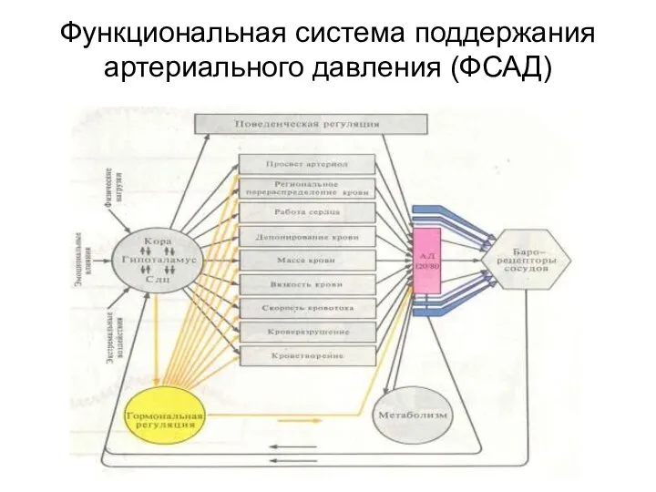 Функциональная система поддержания артериального давления (ФСАД)