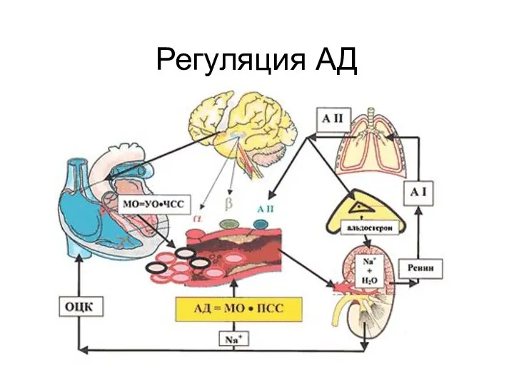 Регуляция АД