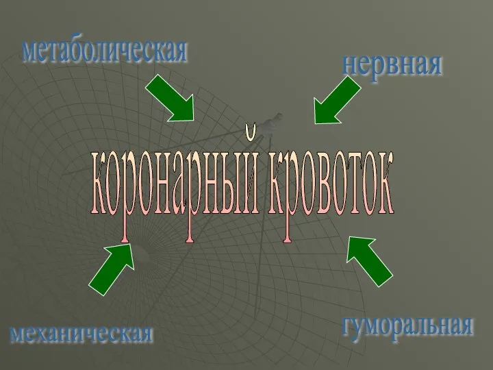 нервная гуморальная механическая метаболическая коронарный кровоток