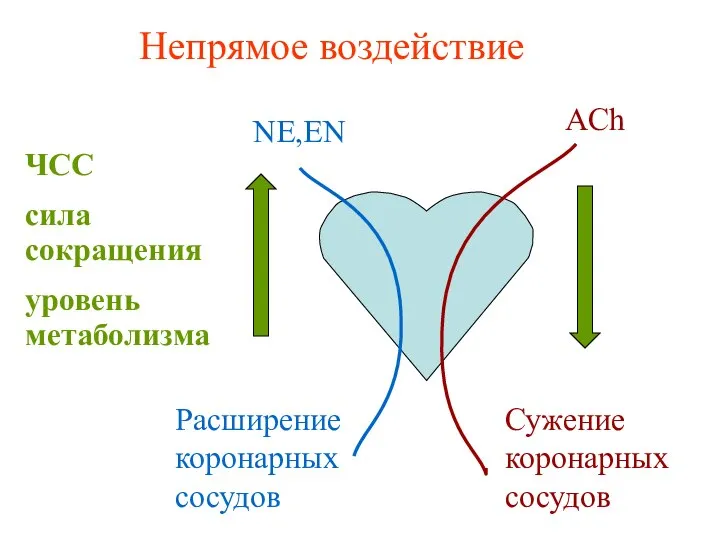 NE,EN ЧСС сила сокращения уровень метаболизма Расширение коронарных сосудов ACh Сужение коронарных сосудов Непрямое воздействие