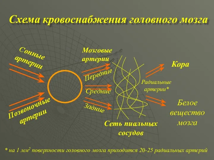 Схема кровоснабжения головного мозга * на 1 мм2 поверхности головного мозга приходится 20-25 радиальных артерий