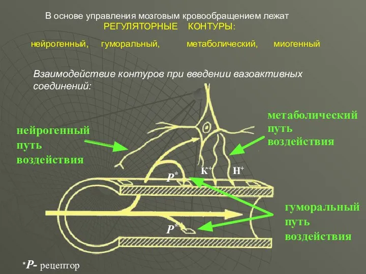 В основе управления мозговым кровообращением лежат РЕГУЛЯТОРНЫЕ КОНТУРЫ: нейрогенный, гуморальный, метаболический,