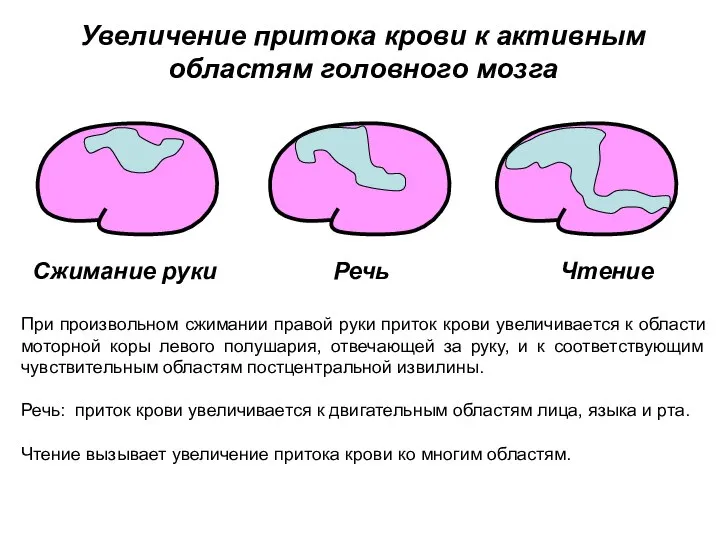 Сжимание руки Речь Чтение Увеличение притока крови к активным областям головного