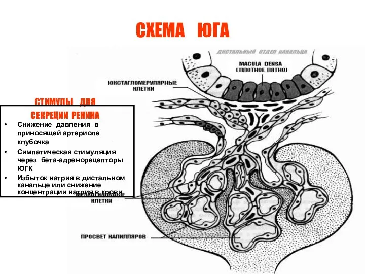 СХЕМА ЮГА СТИМУЛЫ ДЛЯ СЕКРЕЦИИ РЕНИНА Снижение давления в приносящей артериоле