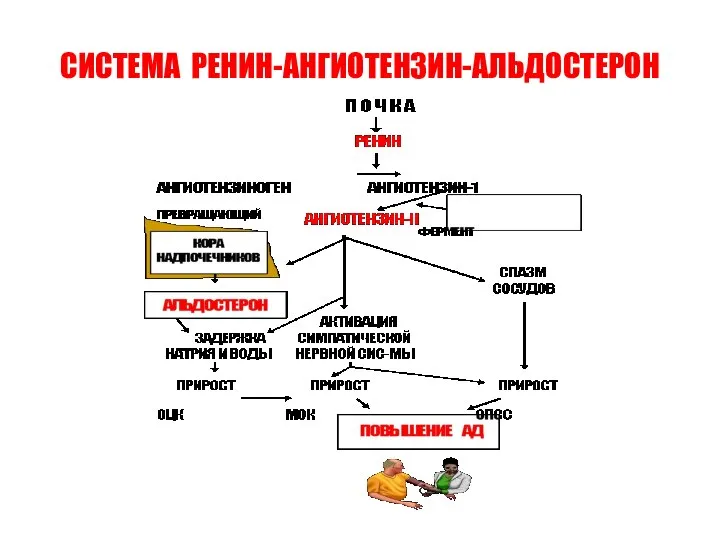 СИСТЕМА РЕНИН-АНГИОТЕНЗИН-АЛЬДОСТЕРОН