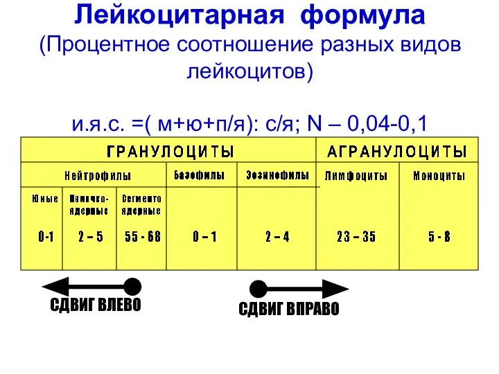 Лейкоцитарная формула (Процентное соотношение разных видов лейкоцитов) и.я.с. =( м+ю+п/я): с/я;