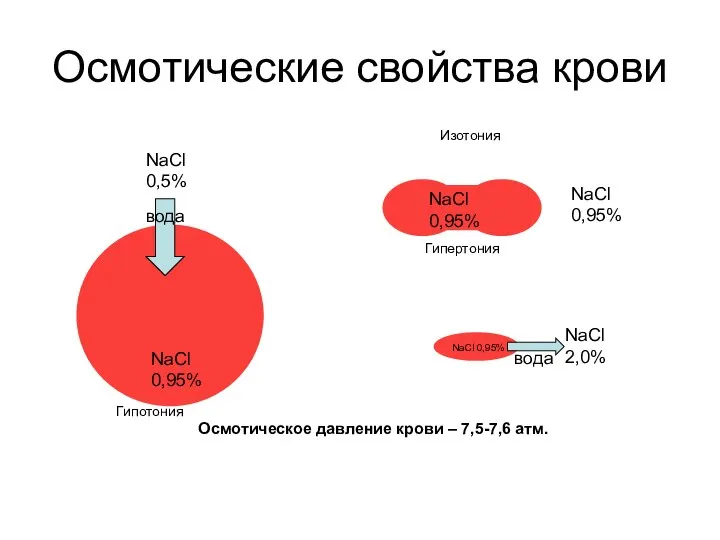 Осмотические свойства крови Изотония Гипертония Гипотония Осмотическое давление крови – 7,5-7,6