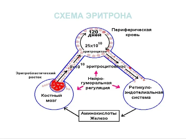 СХЕМА ЭРИТРОНА