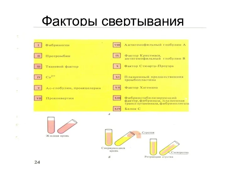 Факторы свертывания