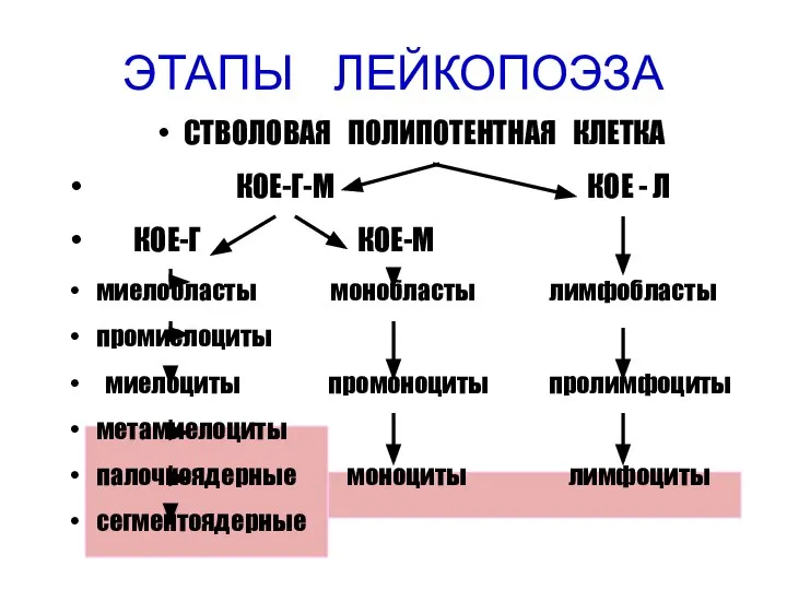 ЭТАПЫ ЛЕЙКОПОЭЗА СТВОЛОВАЯ ПОЛИПОТЕНТНАЯ КЛЕТКА КОЕ-Г-М КОЕ - Л КОЕ-Г КОЕ-М