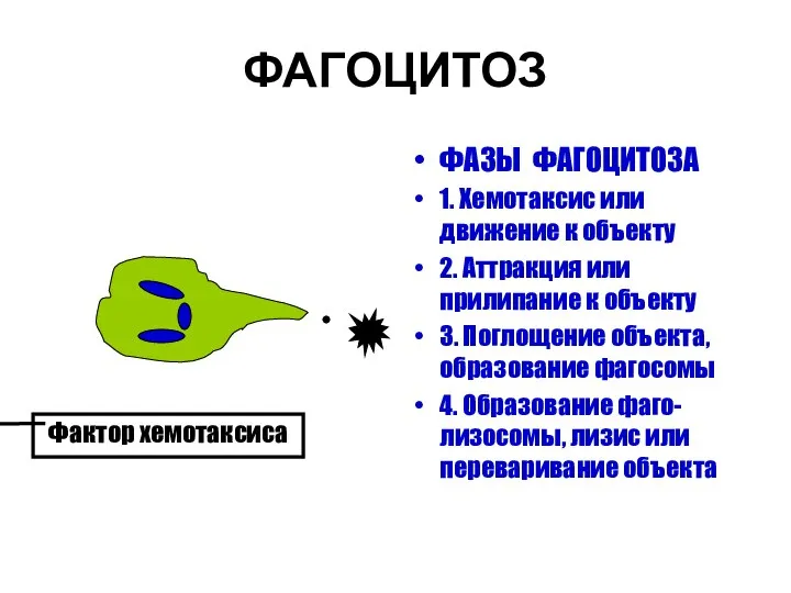 ФАГОЦИТОЗ ФАЗЫ ФАГОЦИТОЗА 1. Хемотаксис или движение к объекту 2. Аттракция